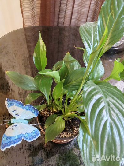 Спатифиллум