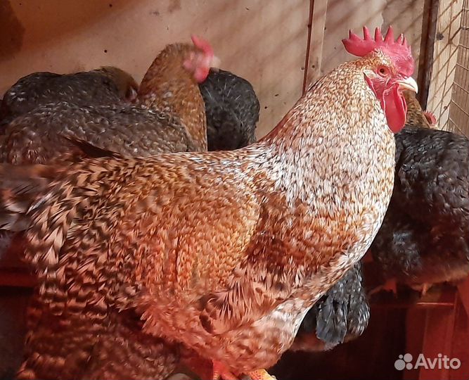 Инкубационное яйцо билефельдер