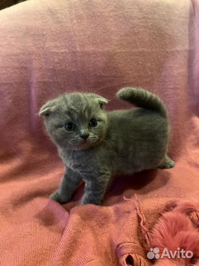 Шотландская