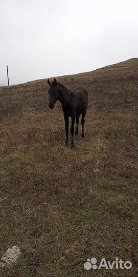 Два жеребёнка
