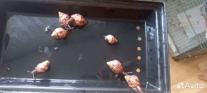 Улитки ахатины