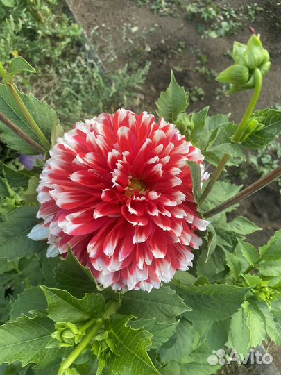 Цветы георгины