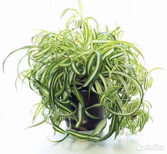 Хлорофитум Бонни (кудрявый)