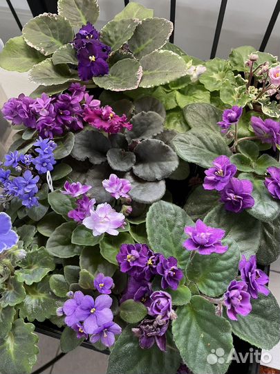 Домашние растения