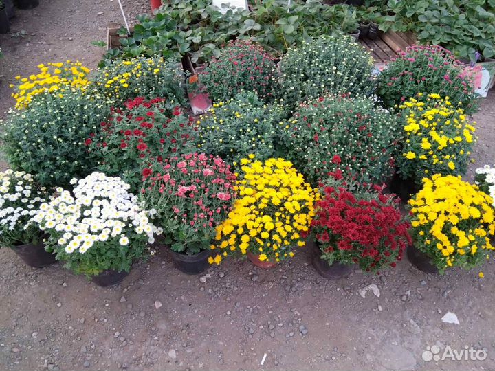 Хризантема мультифлора шарообразная