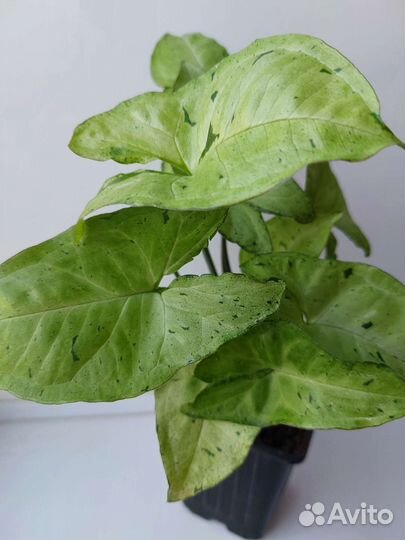 Комнатные растения цветы