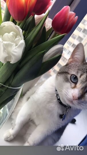 Передержка животных