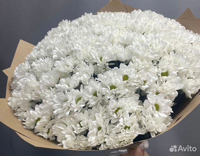 Хризантема