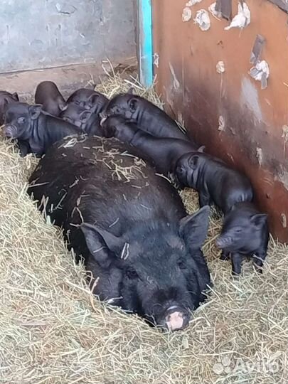 Вьетнамские вислобрюхие поросята, 2 месяца