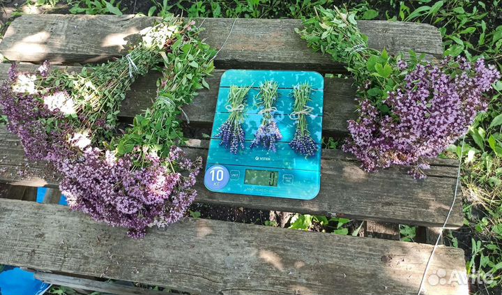 Душица сбор 2023