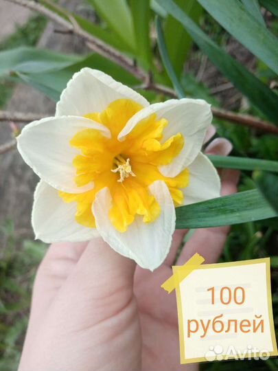 Подснежник. Мускари. Нарциссы