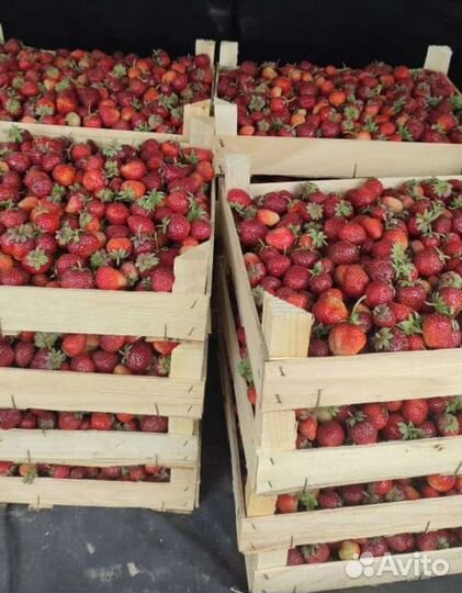 Ягода оптом