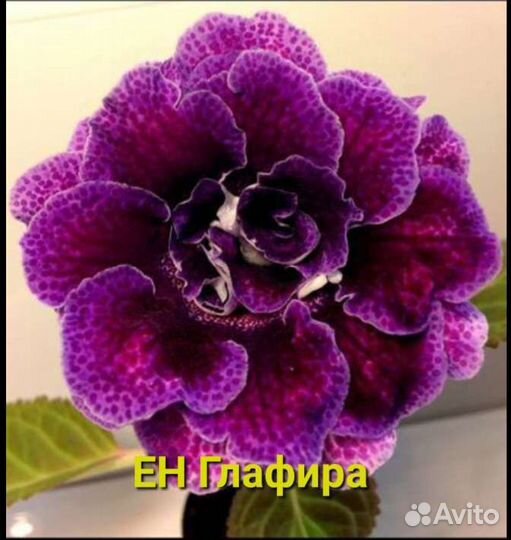 Глоксиния махровая. Листы, клубни, детки