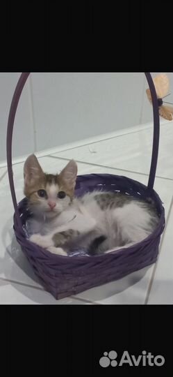 Котята в добрые руки даром