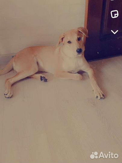 Собака в добрые руки отдам бесплатно