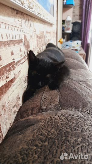 Отдам в добрые руки маленькую кошечку
