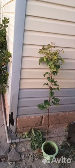 Саженцы яблони штрифель