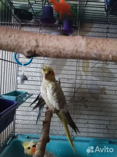 Птенцы кореллы