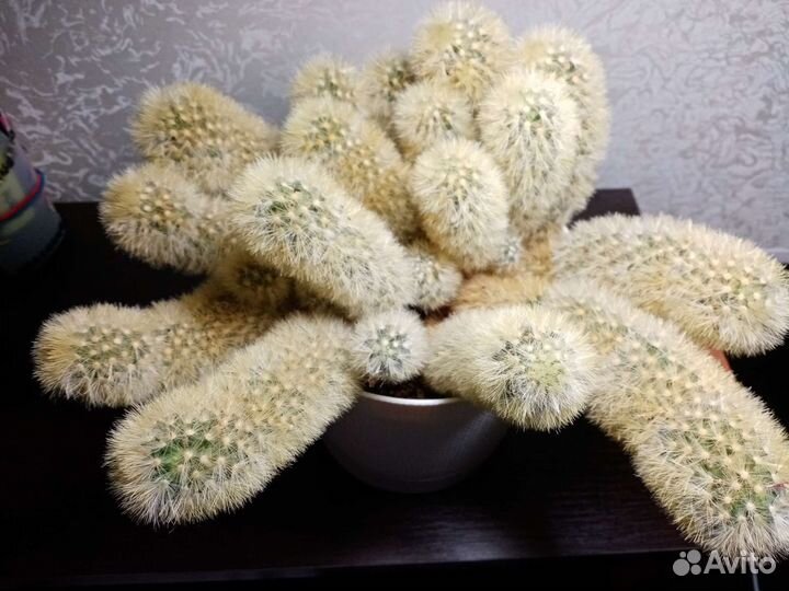 Цветущие кактусы мамиллярия розовый и желтый