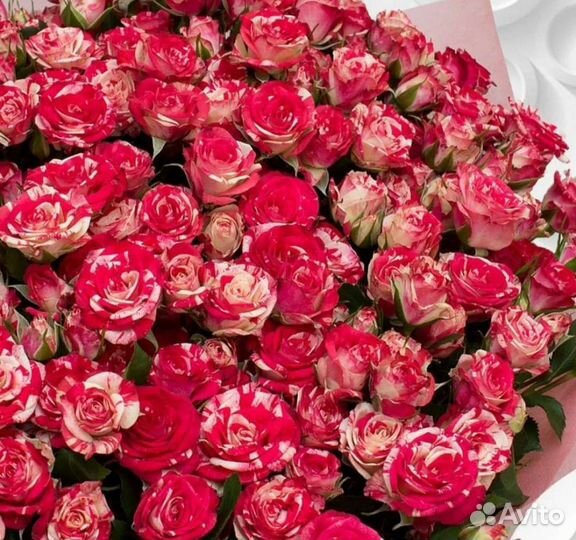 Розы. Букет роз. Букет учителю на 1 сентября