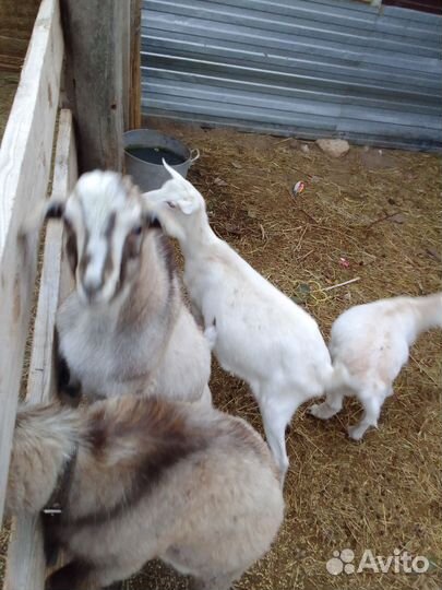 Козел зааненский