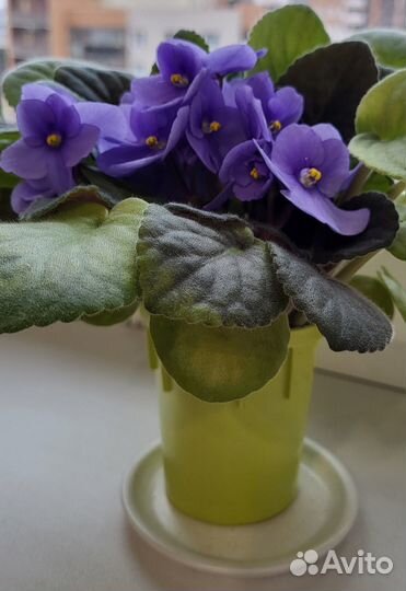 Фиалки цветущие в горшке