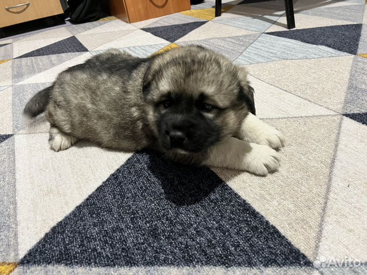 Щенок девочка в добрые руки