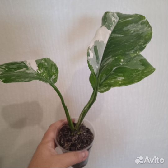 Монстера Лечлериана