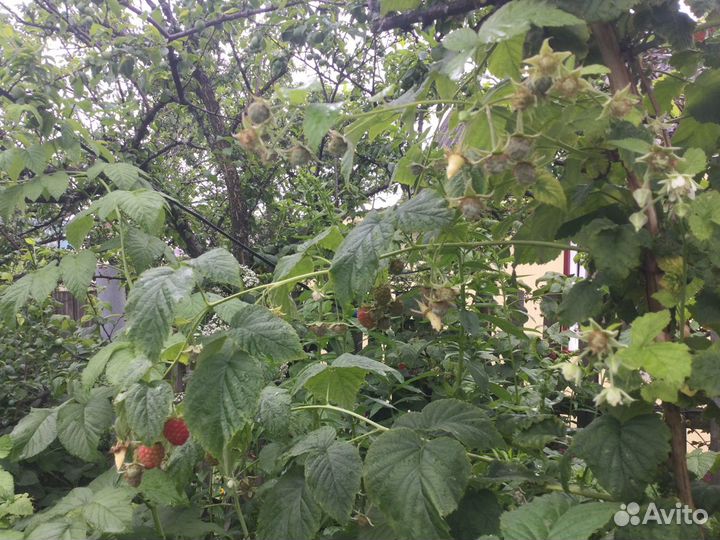 Крупная малина ирга смородина слива саженцы