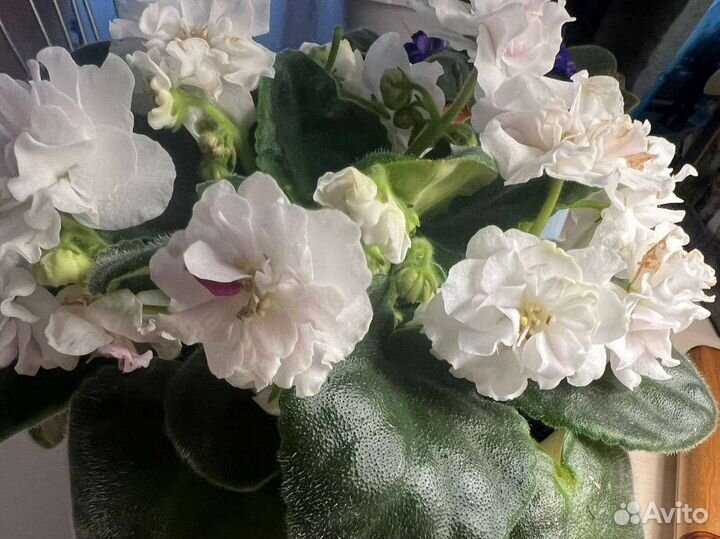 Фиалки,спатифиллум