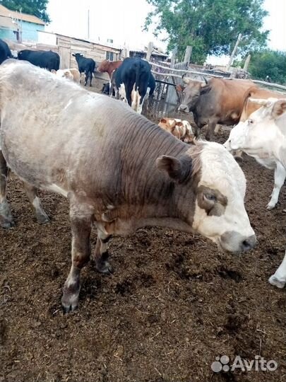 Продам быков