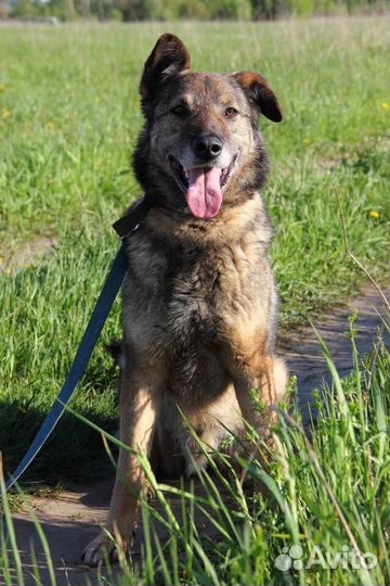 Собака Малыш