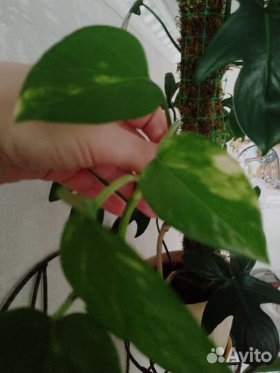 Сциндапсус Марбл квин, Треби, Золотистый