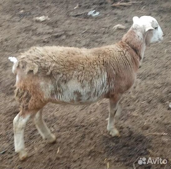 Катумские баранчики