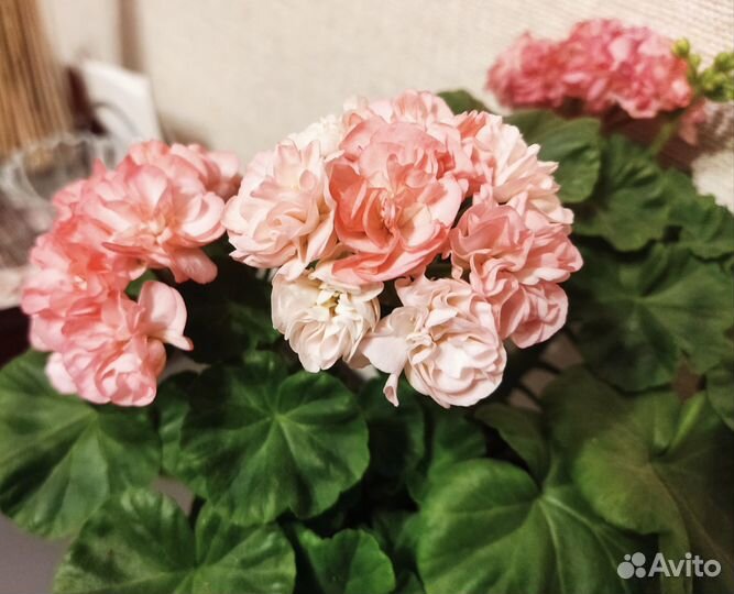 Пеларгония зональная 