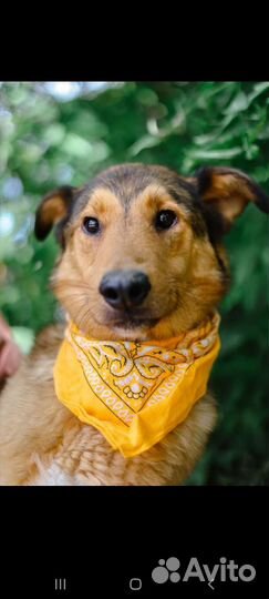 Собака Лобзик из приюта в семью