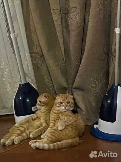 Вислоухий рыжий кот