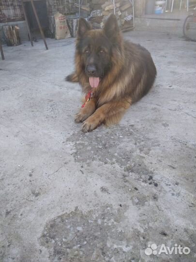 Щенок девочка немецкой овчарки