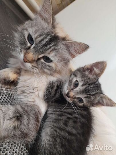 Котята в добрые руки