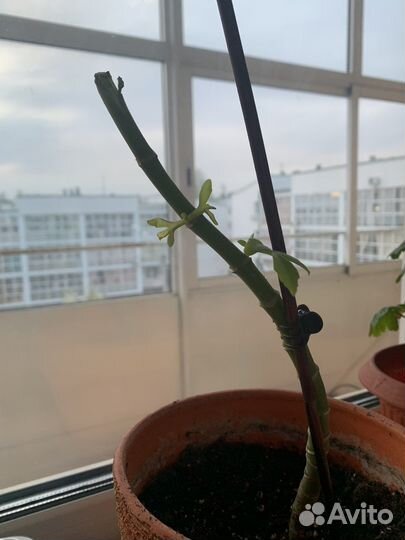 Комнатные цветы каланхоэ