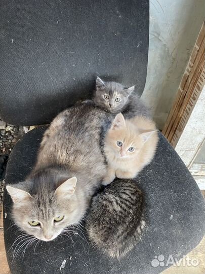 Котята в добрые руки