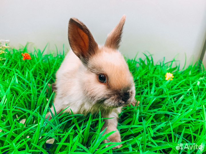 Карликовый кролик - супер мини