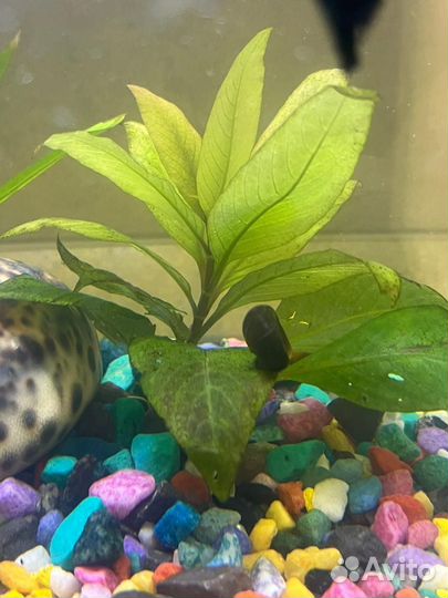 Продам улиток для аквариума