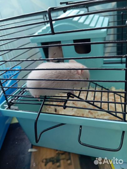 Сирийский хомяк бесплатно