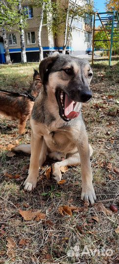 Маленький пёсик в добрые руки