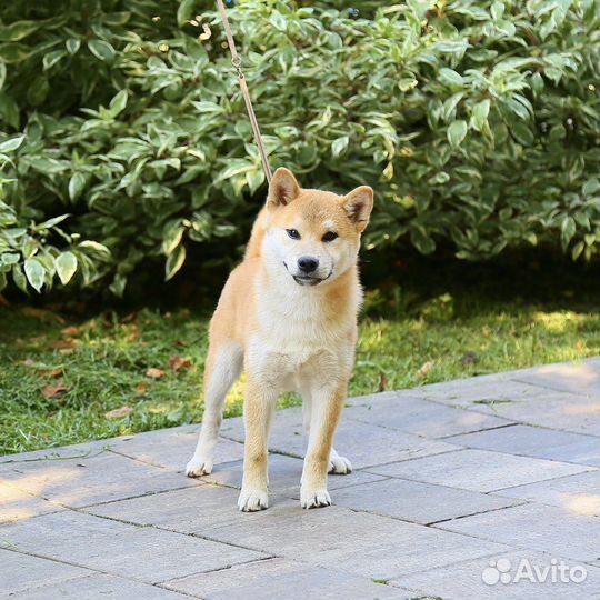 Мальчик сиба ину