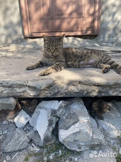 Кошки и котята