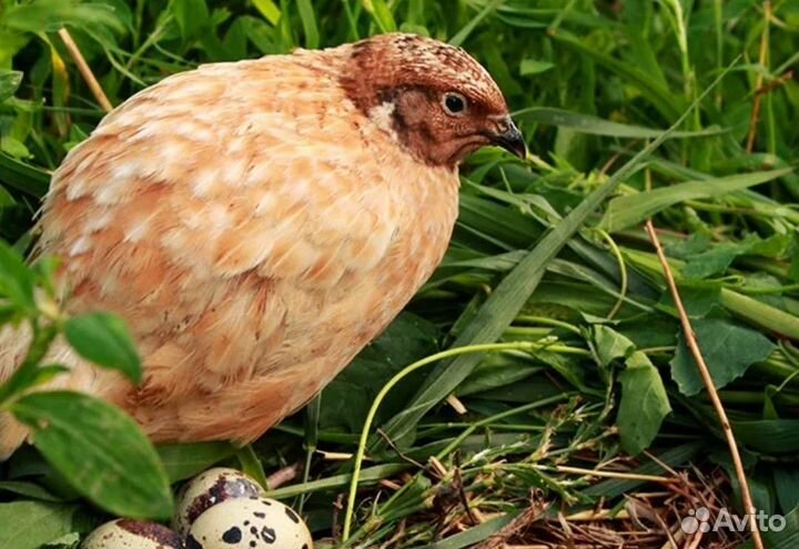 Перепелиные яйца для инкубации