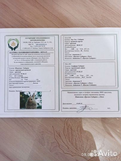 Карликовый кролик