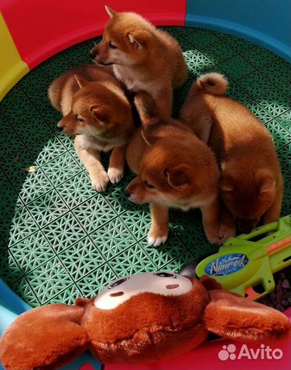 Щенки сиба шиба ину